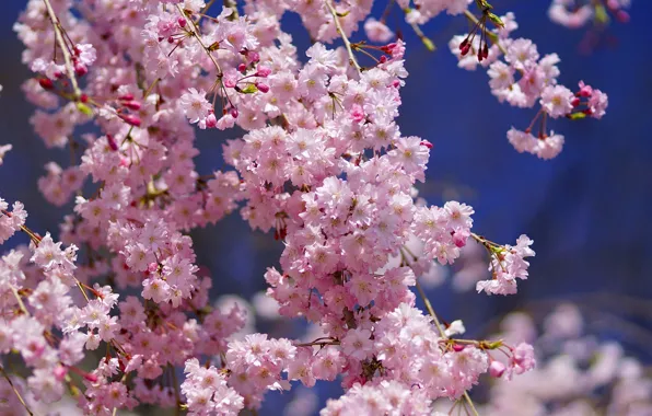 Макро, цветы, вишня, сакура