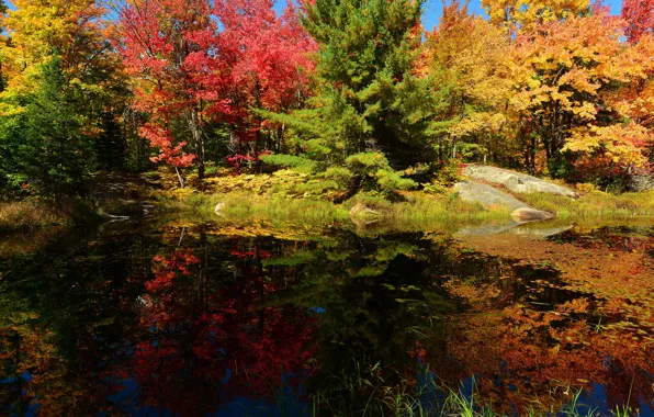 Картинка осень, лес, небо, деревья, пруд, камни