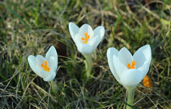 White, flower, spring, crocus