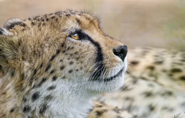 Кошка, морда, гепард, профиль, ©Tambako The Jaguar