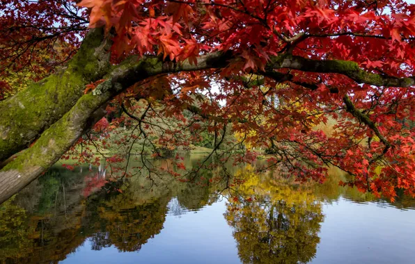 Картинка осень, деревья, ветки, озеро, пруд, парк, отражение, дерево