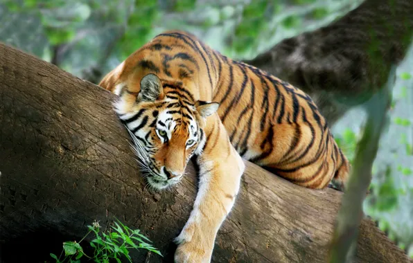 Картинка тигр, дерево, отдых
