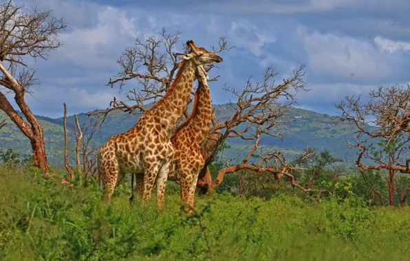 Картинка деревья, жирафы, парочка, South Africa, Южно-Африканская Республика, uMkhuze Game Reserve