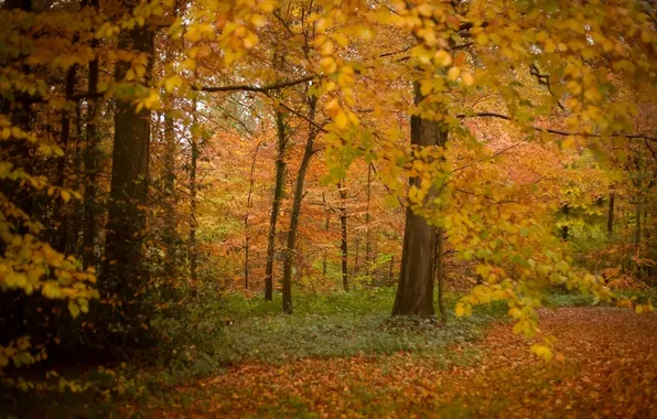 Картинка осень, лес, деревья