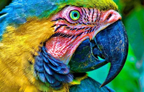 Картинка parrot, eyes, head, beak