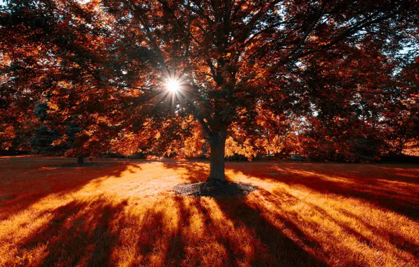 Картинка трава, солнце, дерево, тени