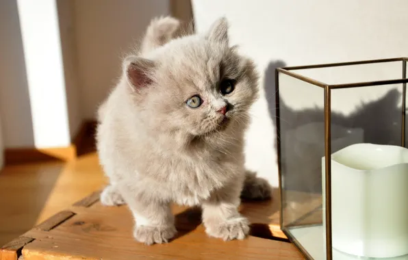 Кошка, взгляд, стекло, свет, котенок, серый, стена, малыш
