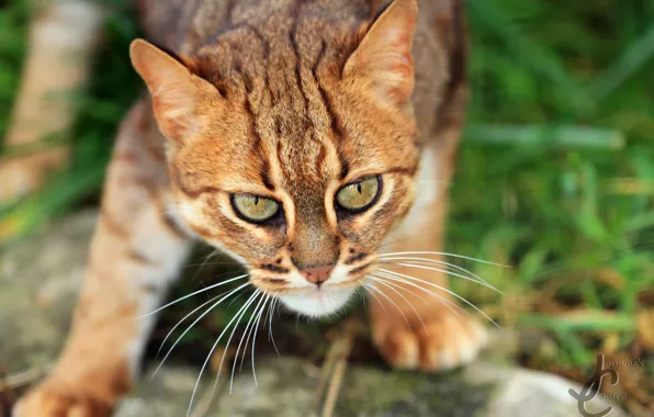 Картинка кот, взгляд, шерсть, милый, окрас