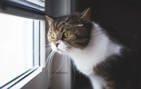 Картинка кот, взгляд, окно