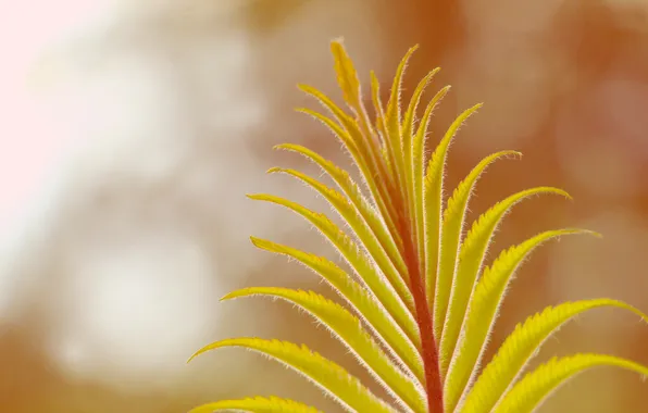 Green, leaf, plant