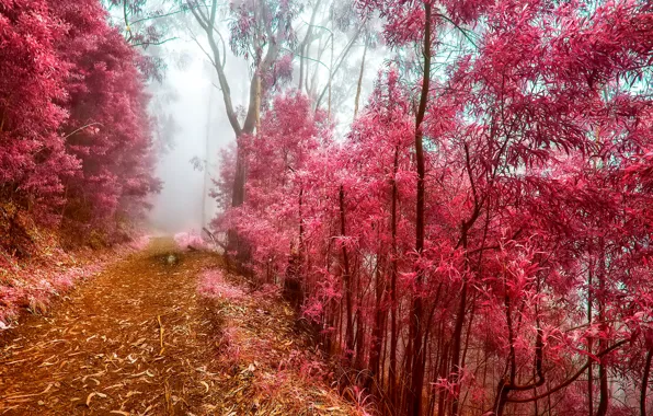 Картинка иней, осень, лес, деревья, туман, утро, тропинка
