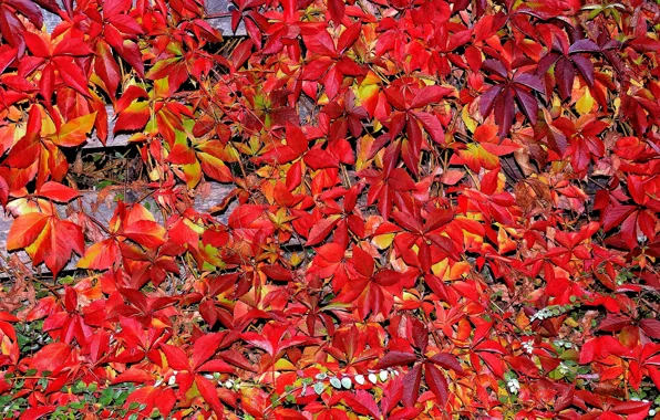 Картинка осень, листья, ковер, багрянец