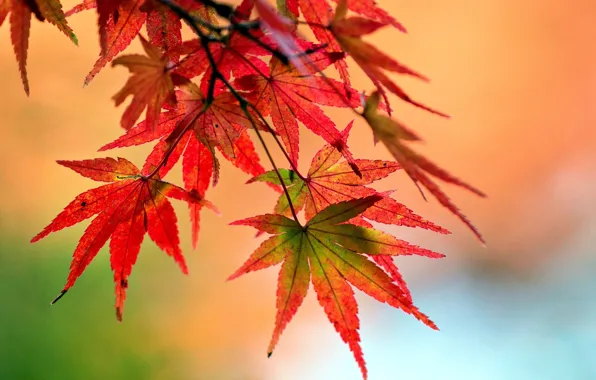 Листья, макро, красный, фон, дерево, widescreen, обои, растение