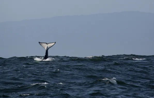 Pacific ocean, ocean, fluke, killer whale, orca