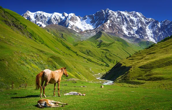 Горы, кони, лошади, пастбище
