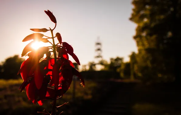 City, Flower, Sun, Park, Autumn, Sunshine, Stuttgart, Garden