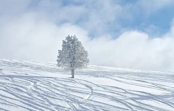 Зима, снег, дерево, winter, зимние обои