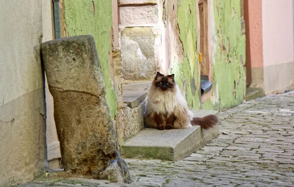 Картинка кошка, дом, улица