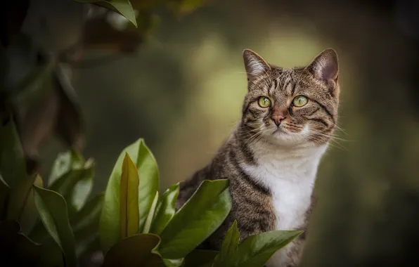 Картинка кошка, взгляд, листья, портрет, красавица