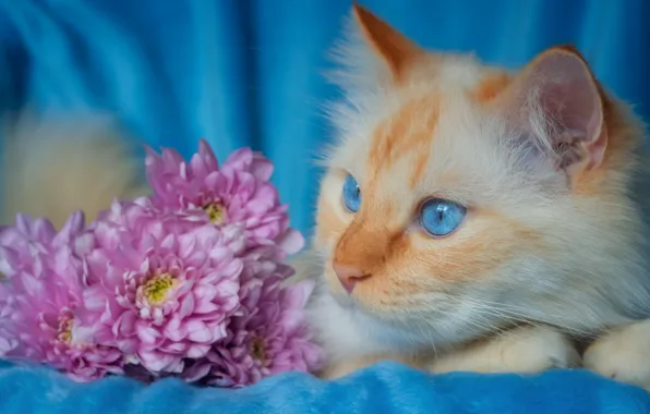 Кошка, кот, взгляд, цветы, поза, букет, пушистый, рыжий
