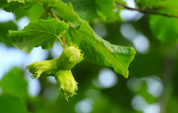 Leafs, nuts, twig