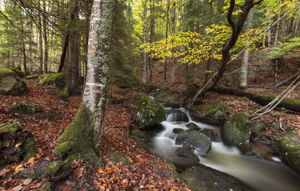 Осень, лес, природа, ручей, камни