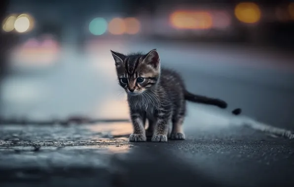 Дорога, кошка, город, огни, рендеринг, котенок, серый, улица