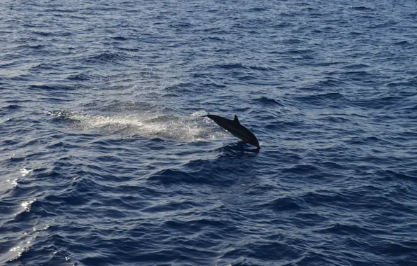 Animals, sea, water, dolphin, aerial