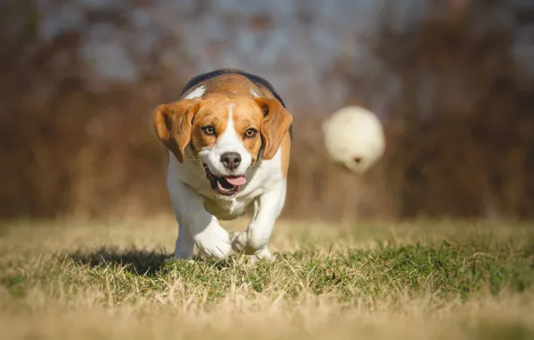 Природа, собака, боке, бигль, wallpaper., beagle, beautiful background, породистый счастливый дружелюбный