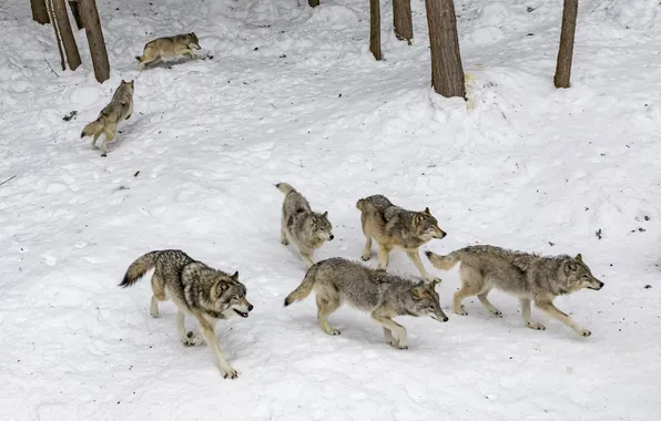 Predator, wolf, portrait, wolf pack, portrait., Canis lupus. face