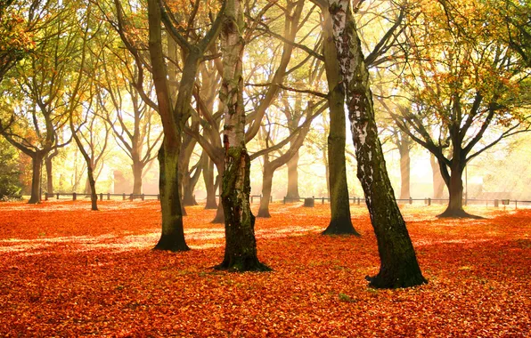 Осень, листья, деревья, природа, фото, дерево, листопад, парки