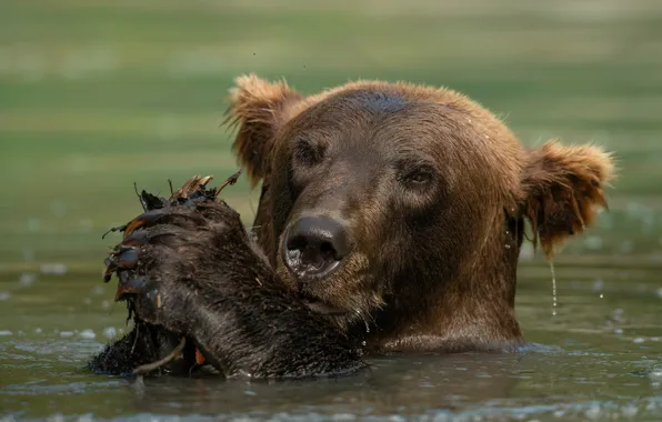 Картинка медведь, купание, бурый, морда, водоем, вода