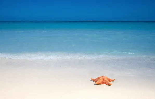 Картинка песок, пляж, океан, морская звезда