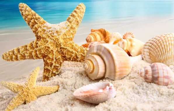 Картинка песок, море, пляж, природа, ракушки, морская звезда