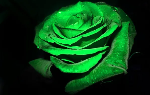 Обои роса, роза, черный фон, зеленая, бархатные лепестки на телефон и  рабочий стол, раздел цветы, разрешение 2376x1782 - скачать