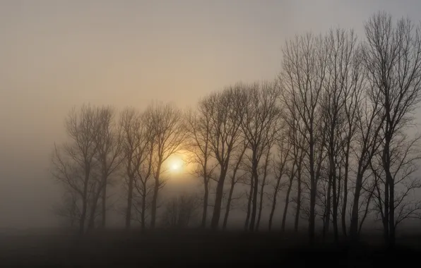 Деревья, туман, Солнце