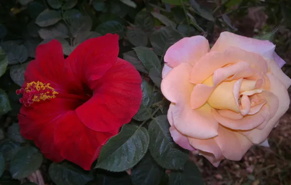 Pink, Orange, Red, Flower, Green, Rose, Yellow, Many