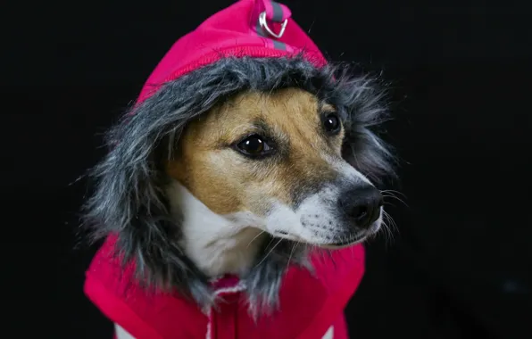 Собака, капюшон, мех