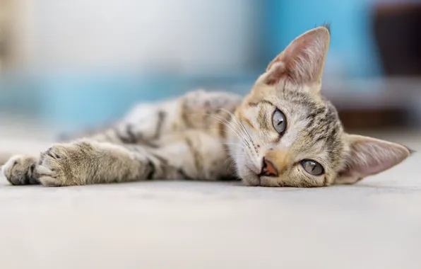 Взгляд, мордочка, котёнок, боке, котейка
