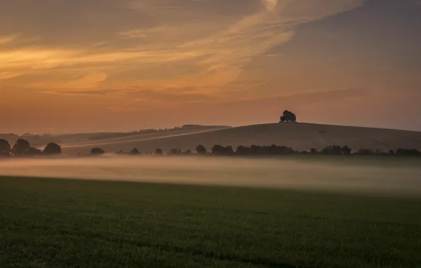 Трава, закат, туман, дерево, холм, Великобритания, grass, sunset