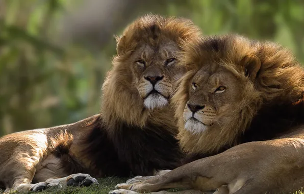 Пара, львы, братья, цари