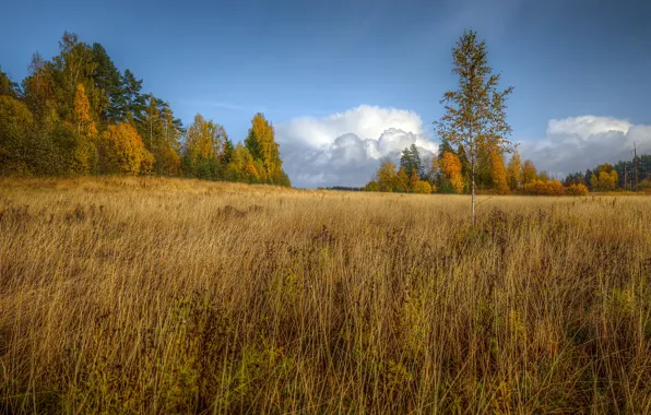 Поле, осень, небо, трава, облака, деревья, природа, синева