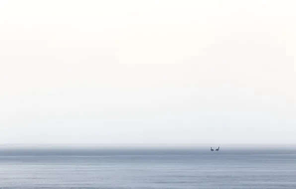 Картинка море, птицы, туман