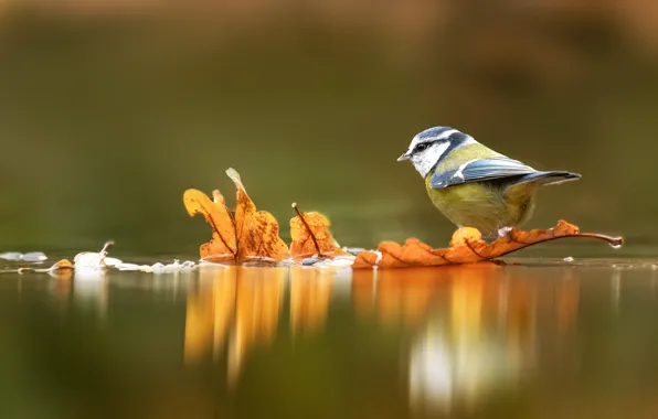 Осень, листья, вода, отражение, фон, птица, желтые, водоем