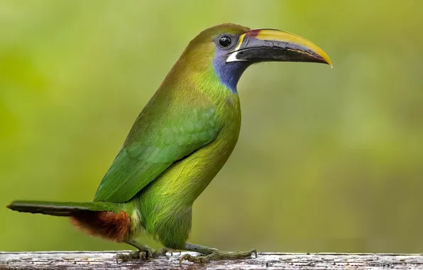 Птица, Smaragdarassari, Emerald toucanet, Toucanet émer