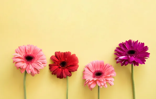 Картинка цветы, colorful, герберы, pink, flowers, spring, gerbera