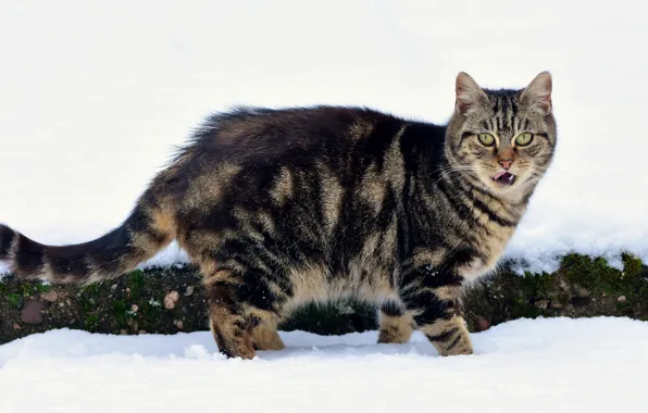 Зима, язык, кошка, кот, взгляд, снег, сугробы, табби