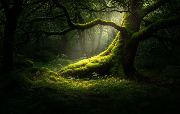 Лес, свет, дерево, мох, арт, light, forest, art