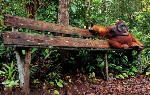 Картинка animal, wildlife, borneo, orang oetan