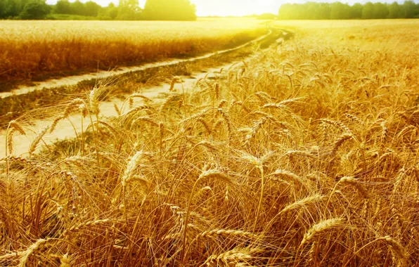 Картинка дорога, пшеница, поле, солнце, лучи, пейзажи, колоски, золотые